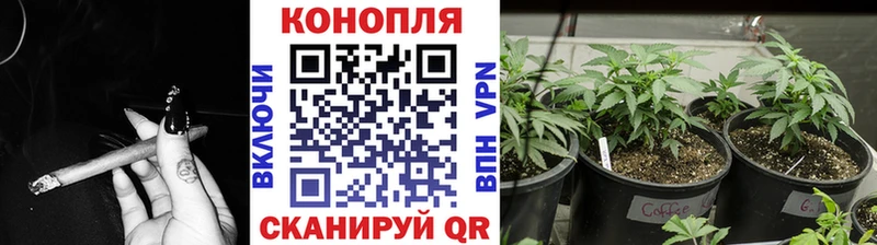 Каннабис OG Kush Мураши